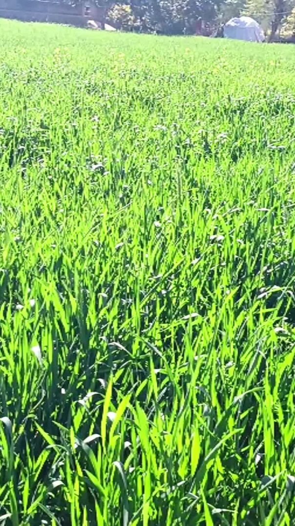 तेरी यादों की चादर ओढ़े 🔥🔥#shorts #viral #rajasthan