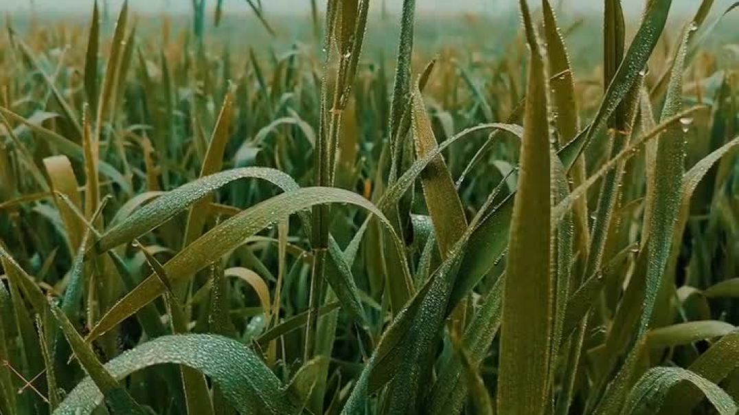 ⁣#farming #khetibadi #instagram #trendingreels