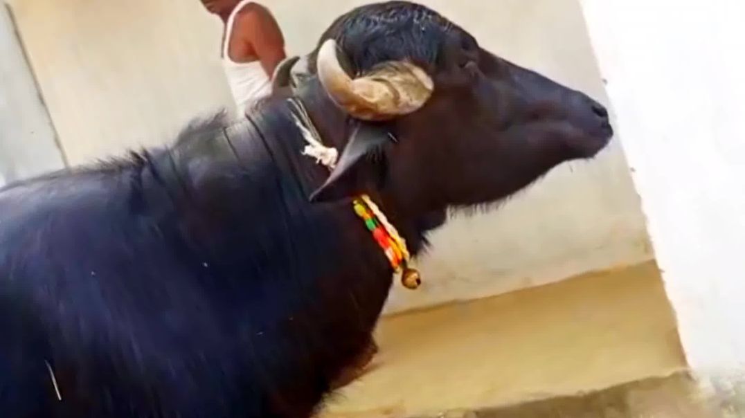 ⁣Buffalo farming video//Dairy farming