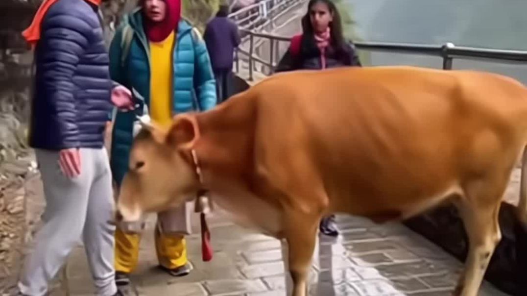 गाय बनी रक्षक 🐄🙏 | चमत्कारिक पल