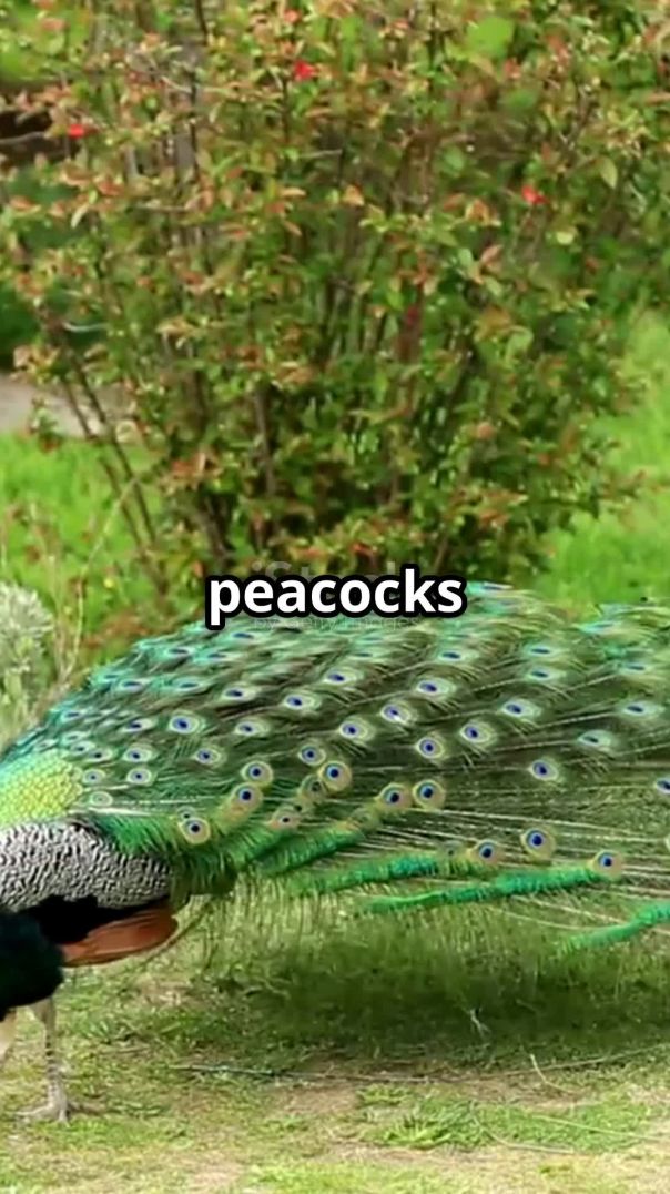 invideo-ai-1080 मोर_ भारत का राष्ट्रीय पक्षी और उसकी अद्भुत विशेषताएं 2026-01-16