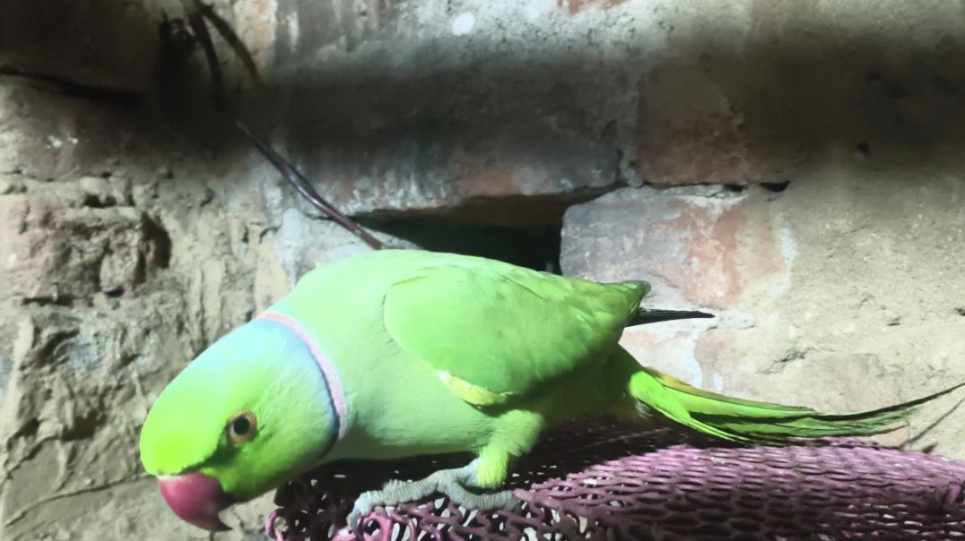 ⁣video bolane wala tota