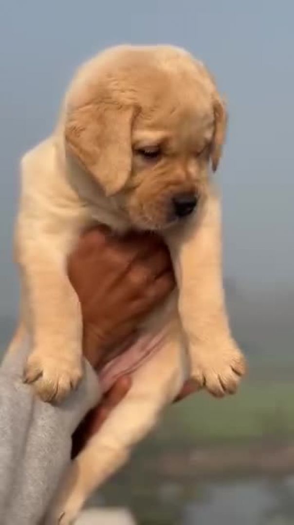 VID_20260126_032106_800