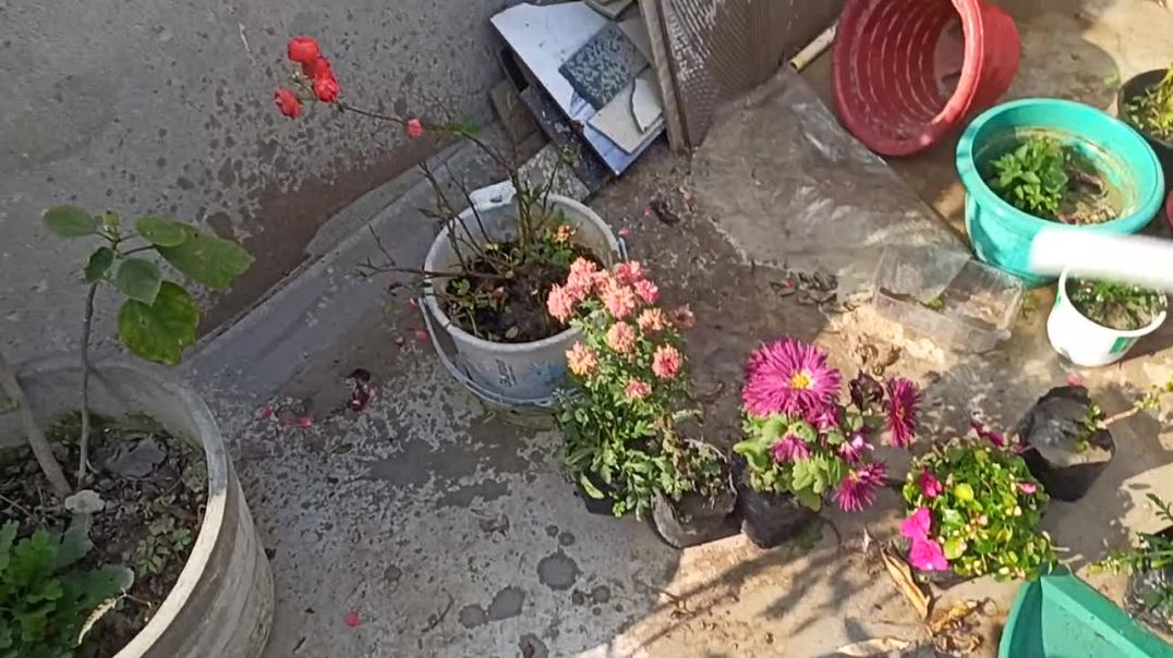 ⁣gardening my home #gardningtips #tarracegarden