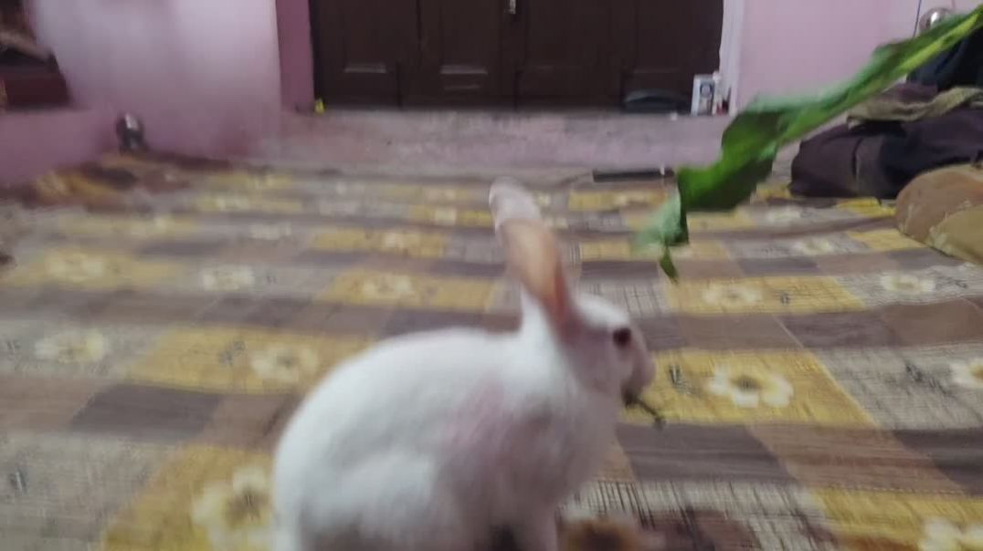 InShot_20251117_233457494