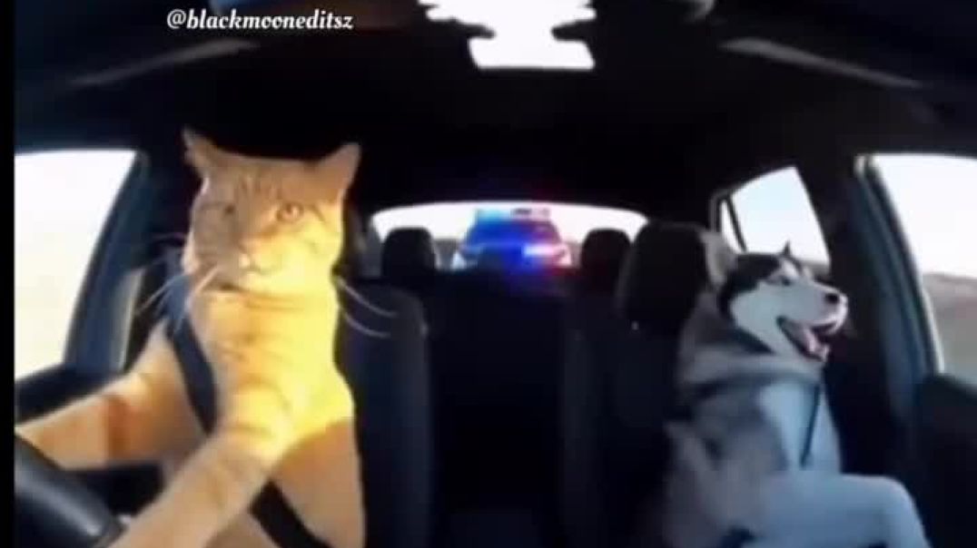 Memes 🌟📸 comedy ✨🤣