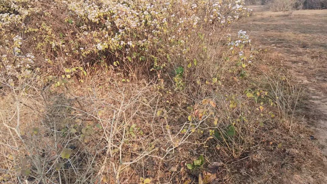 ⁣Village creators ka Mera mehnat dekho jhariyo me 2026