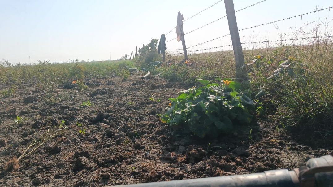 ⁣Apna farm 🪻🌴#viral