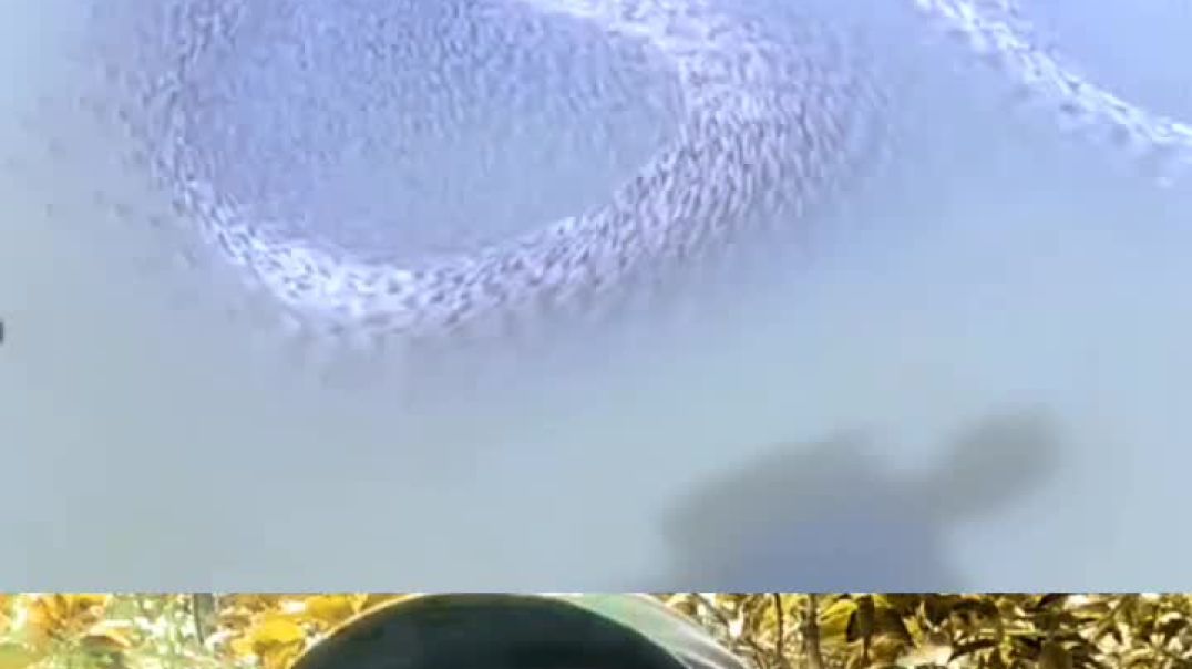 ⁣♥️ #shortschallenge #reelsviral  #shortsvideo #shorts #aliza #marblemusic