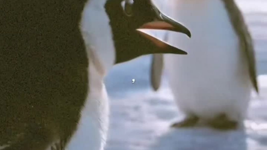 video_20260130_085128_edit