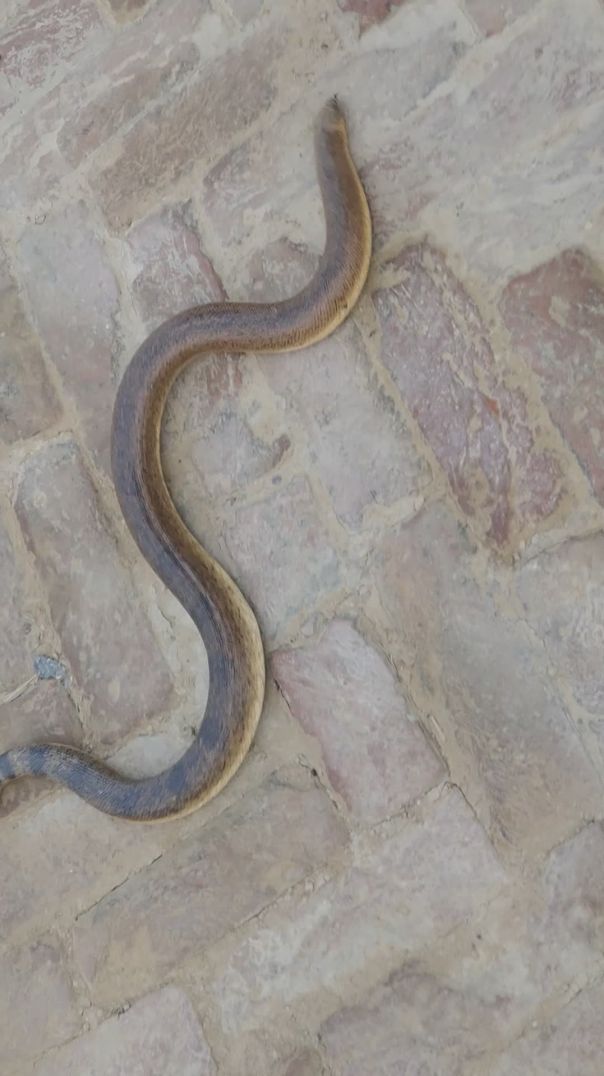 Yah saamp ki prajati hai