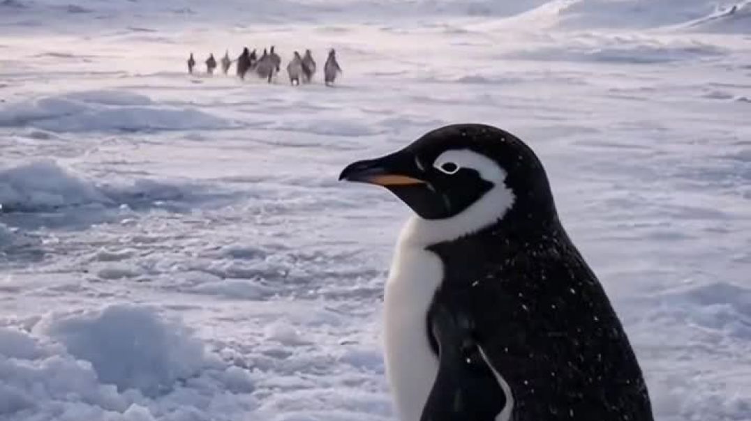 ⁣Love story🐧🐼