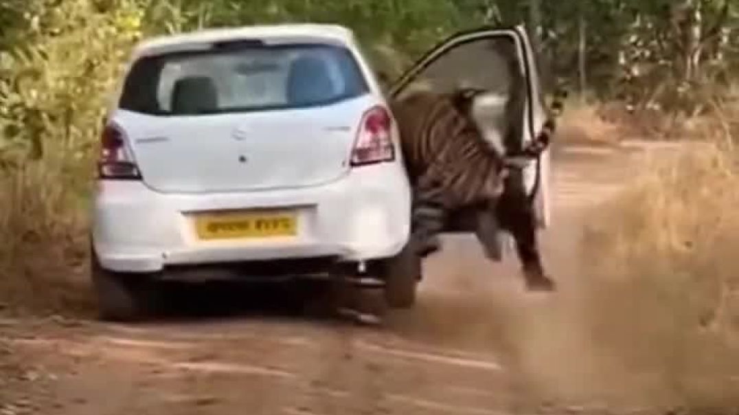 ⁣Tiger attack on tourist