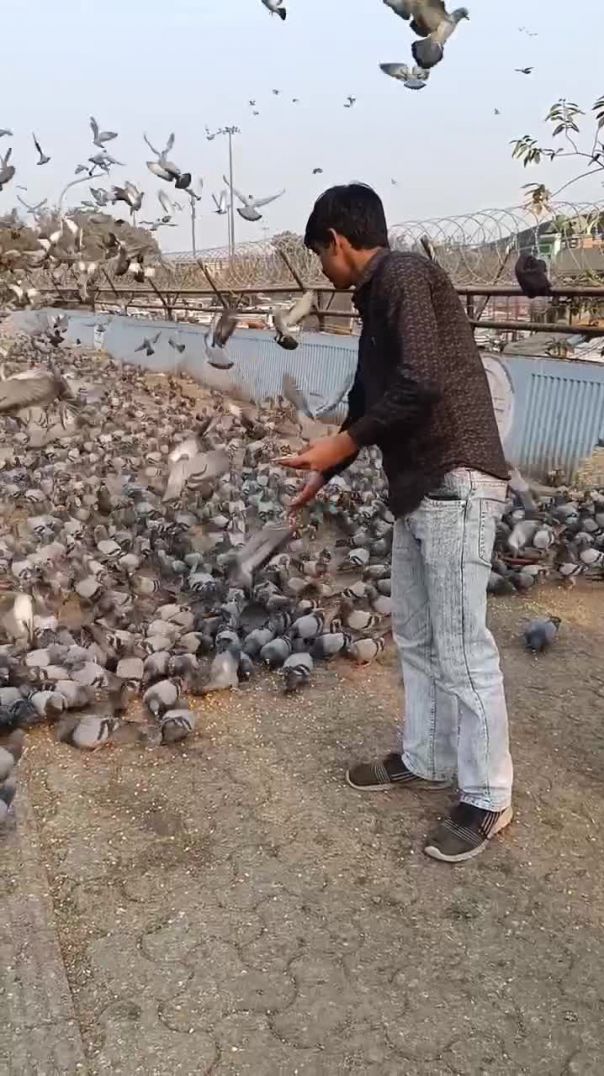 पक्षी संगत