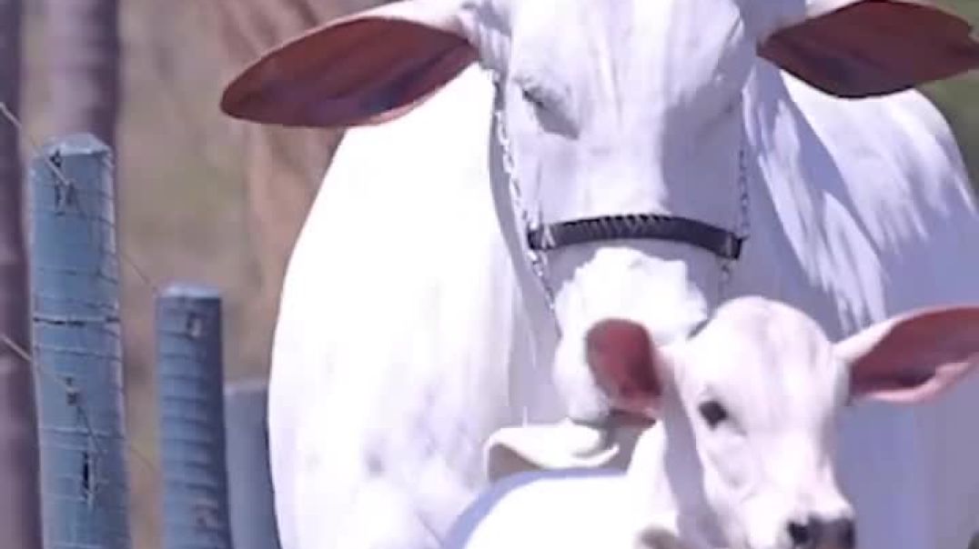 ⁣गाय ओर बछडा