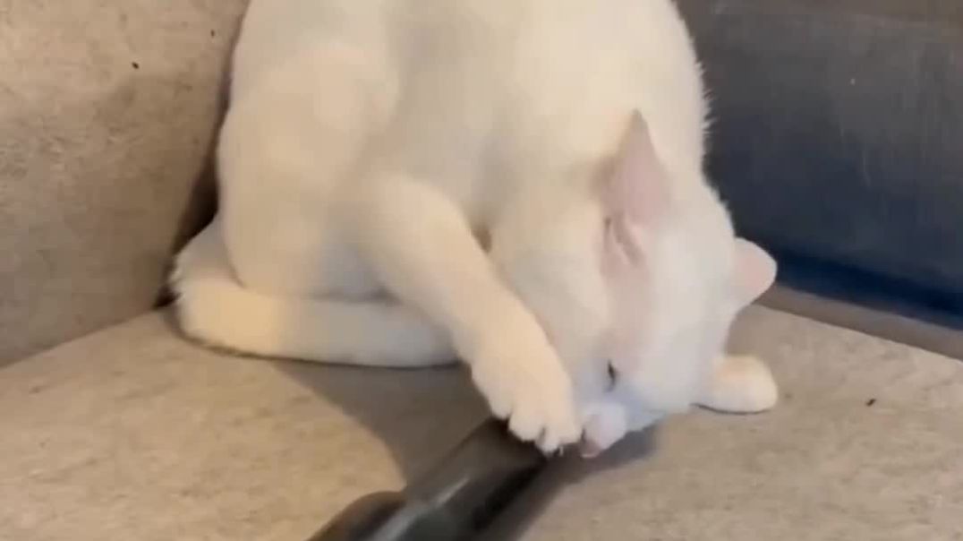 ⁣Cat funny moment 🤣🤣