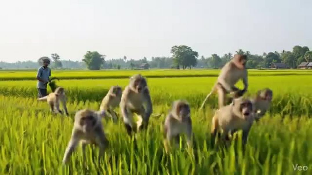 ⁣Animal live reesz