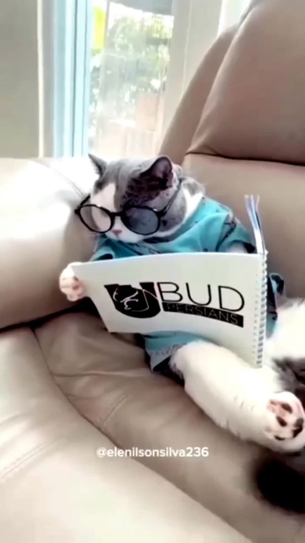 Educated cat