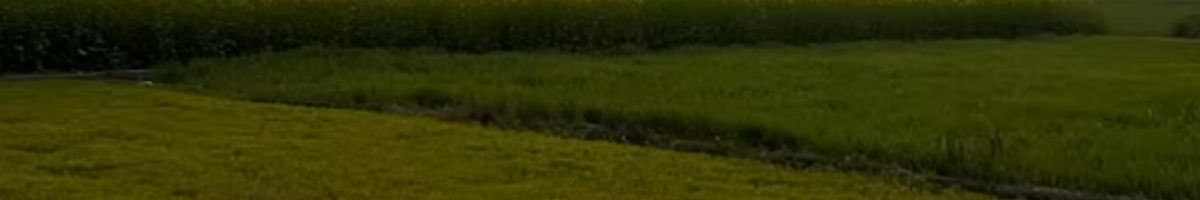 maheshmjr