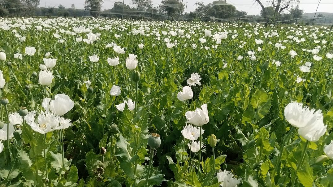 ⁣अफीम की खेती