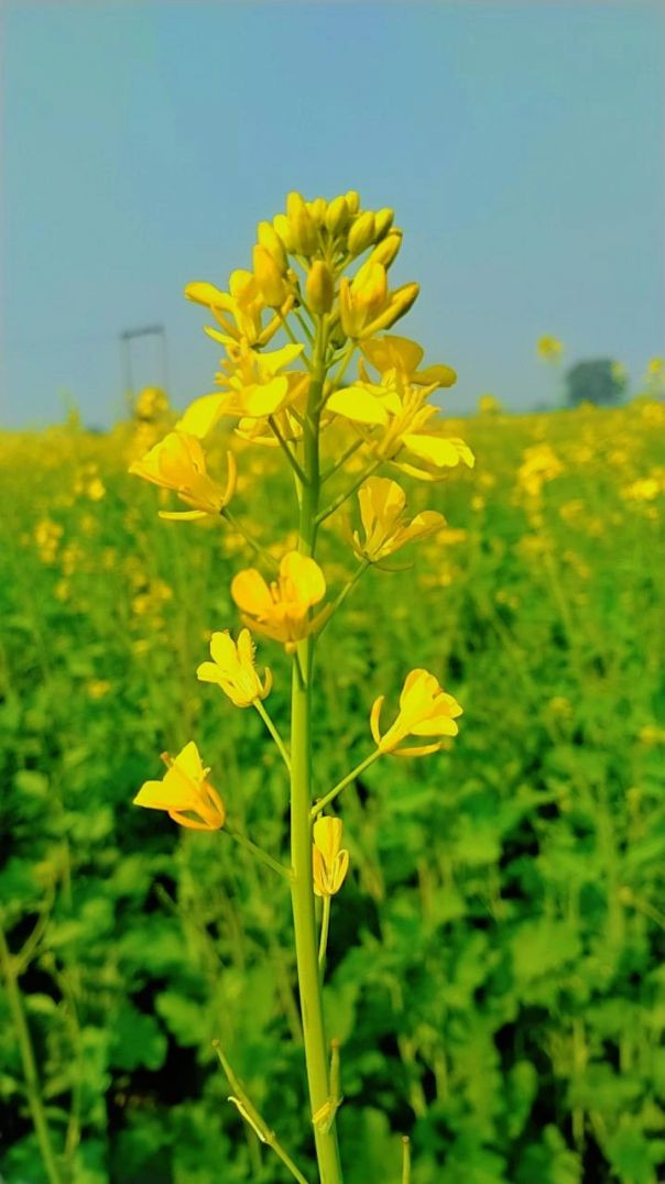 Thakur ji ne khai mirchi🌶 [@bhaktipath ]Mirchi kha kr hu lal ji ke gaal lal 🔴Bhole thakur ji 🀮mp4