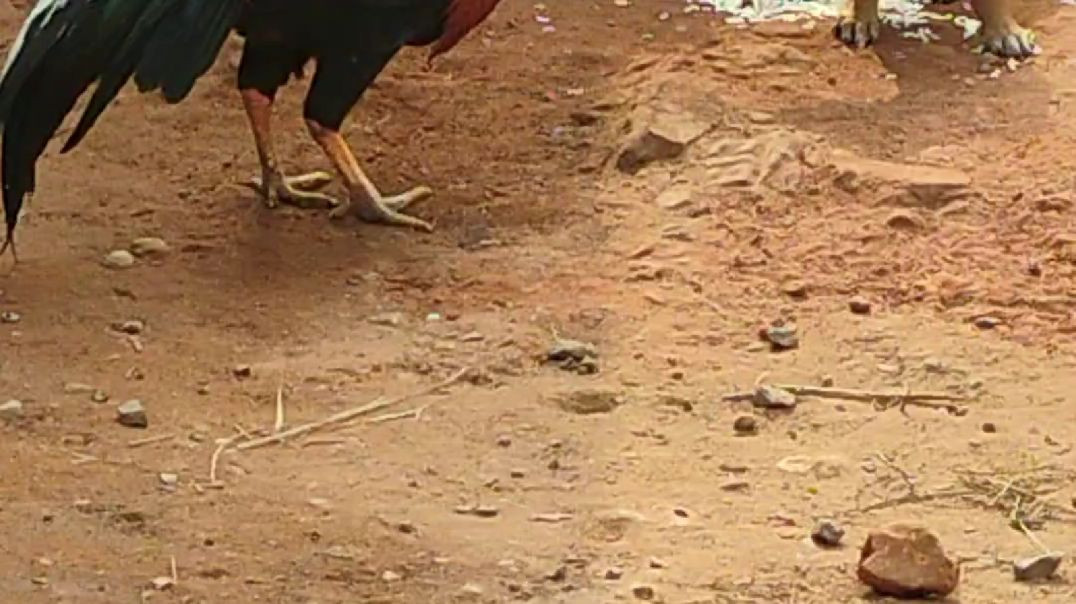 ⁣Cute puppy & Hen Moments Video # trendingshorts#animalslife# apnatuveBangla #Rajuda