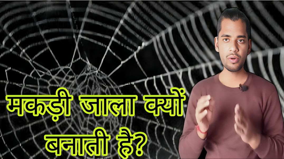 ⁣Makdi जाला कैसे बनाती है | Spider | Jaala | Home | AC Prashant