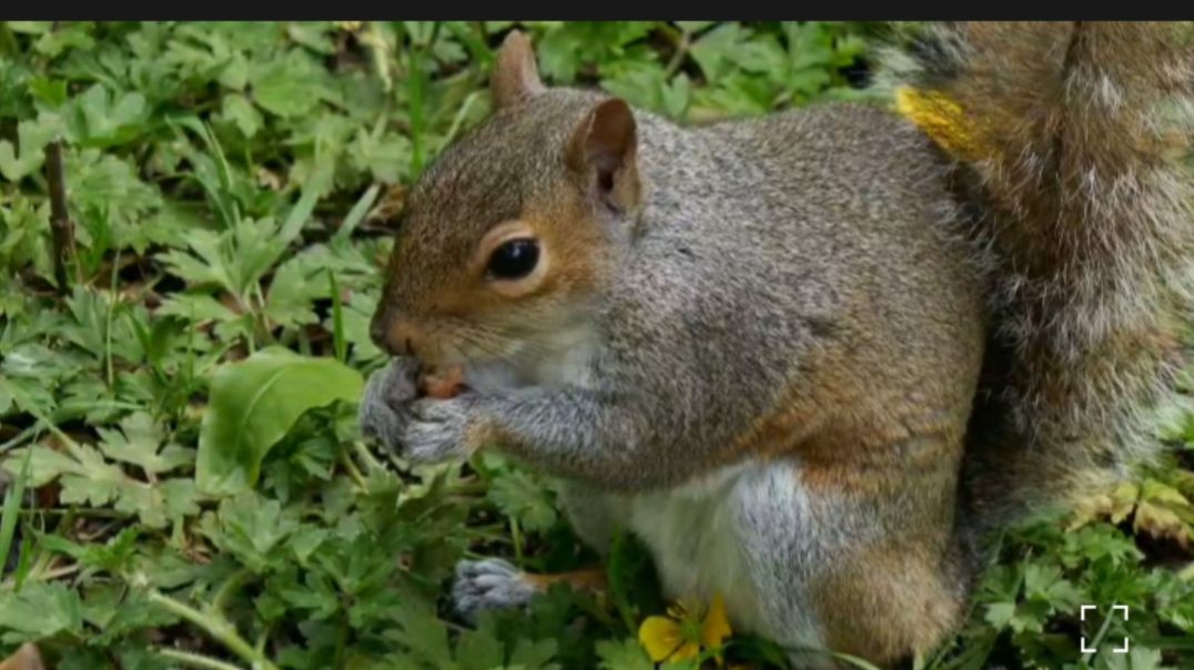 ⁣Nature lover l Squirrel calling sounds#naturelove#RajuDa
