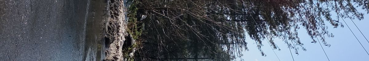 chandrapalSinghrajput