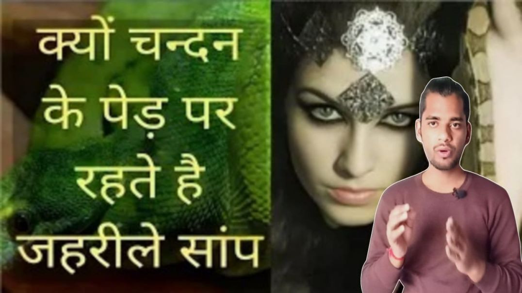 ⁣चंदन के पेड़ पर सांप क्यों रहते है | Chandan | Saanp | Snake | Tree | AC Prashant