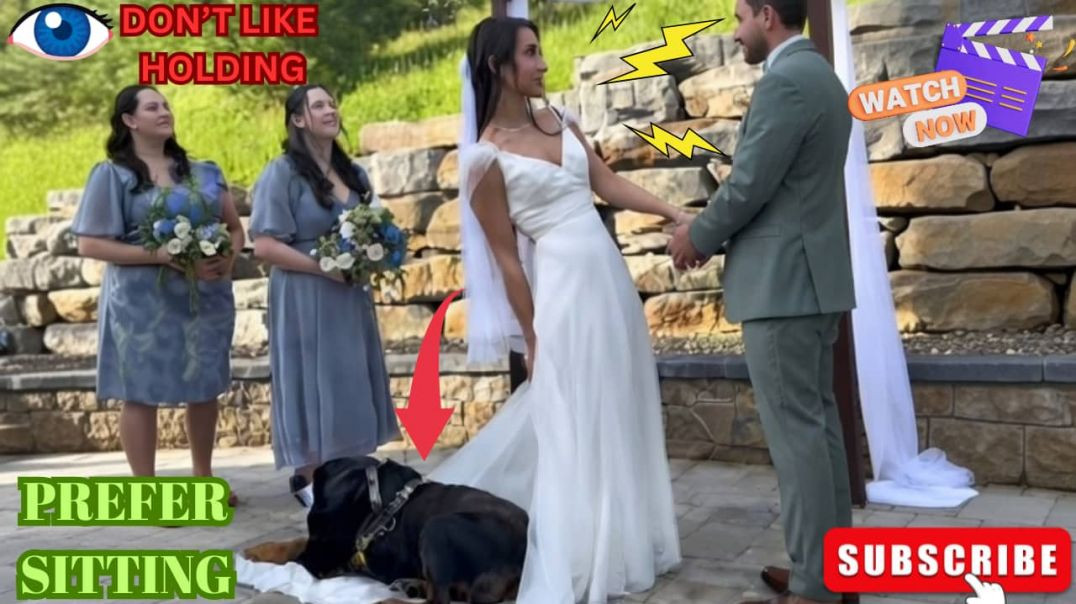 ⁣Shaadi mey hone vaali kuch Rochak Honiyan & kuch Anhoniyan 😂🐶