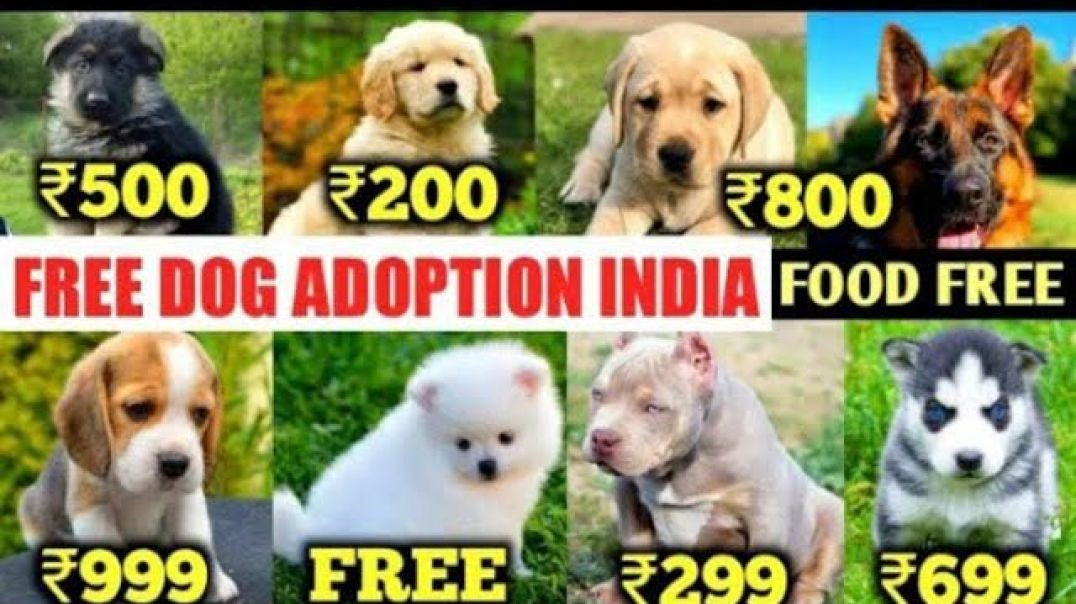 ⁣Free dog ataopat