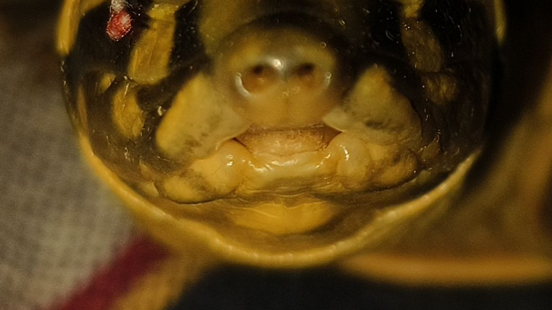 Pair ke moch🤟🤟🤟😒🤗🤗🤗