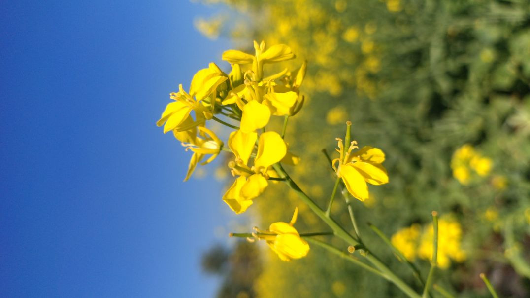 वायरल 2026