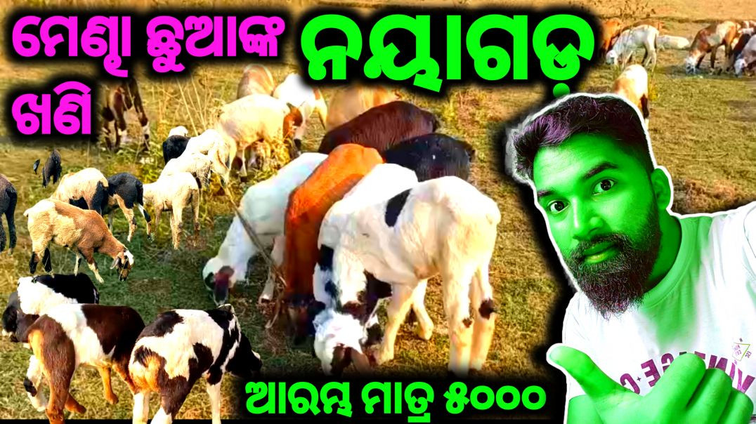 ⁣Sheep kids selling video//farming odisha