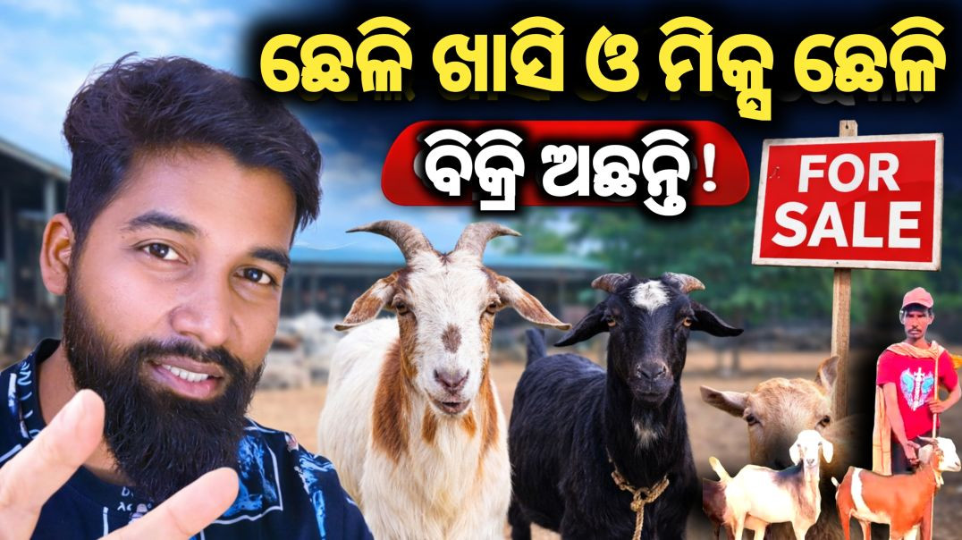 ⁣Bakri khasi chheli palan//Goat livestock odisha