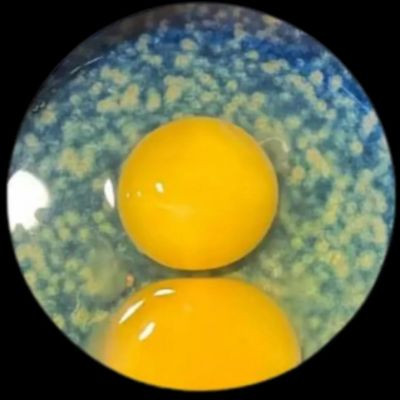 R.h.official R.h.official