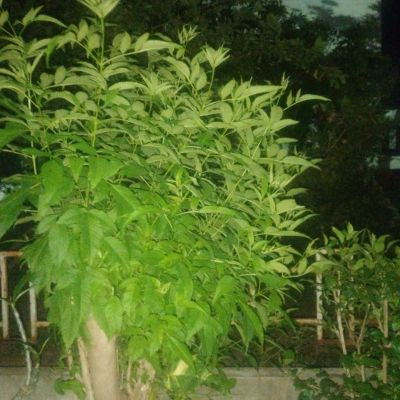 AiChimpStories-14 AiChimpStories-14