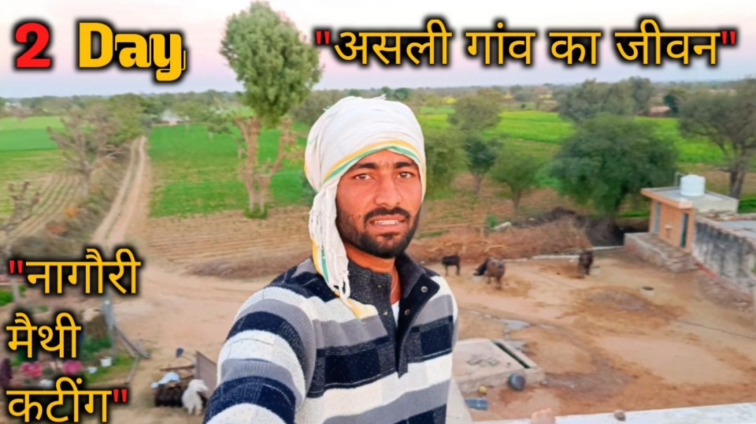 ⁣Nagauri Pan Methi_ खेत से सुखाने तक का सफर 🌱 _ Village Life 2 Day Challenge