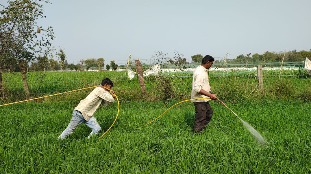 ⁣एक किसान को कितना मेहनत करनी पड़ती है तब जाकर फ़सल घर पर आती है #agriculture#farming#