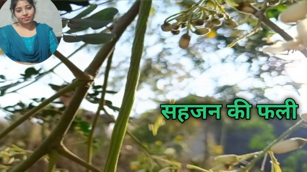 ⁣सहजन की फली का पेड़ __ आज तोड़ी हमने सहजन की फलिया __ सहजन की फली