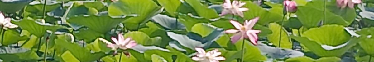 117885255488975314516 