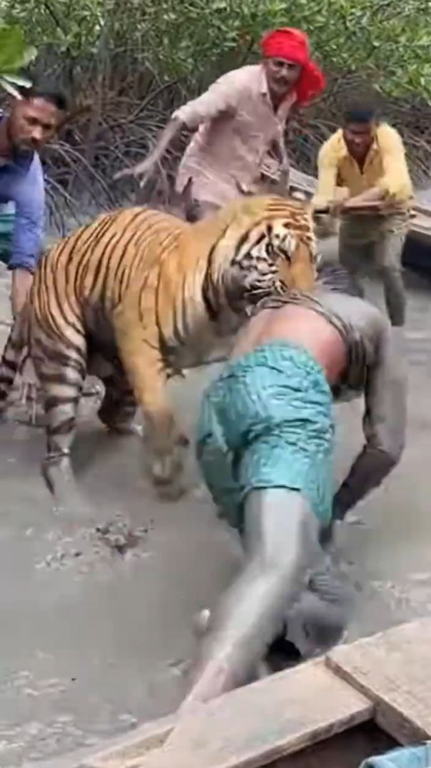 On Camera Recording Fisherman Sundarban Boat_🐯(720P_HD)