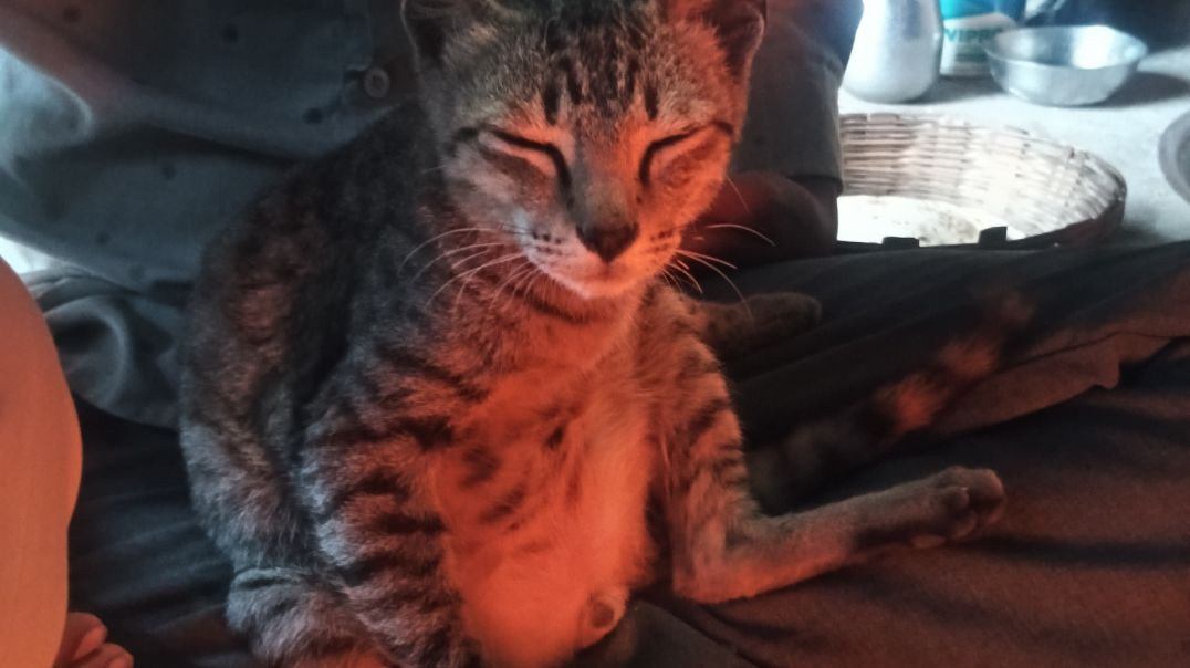 ⁣My cate vala blog