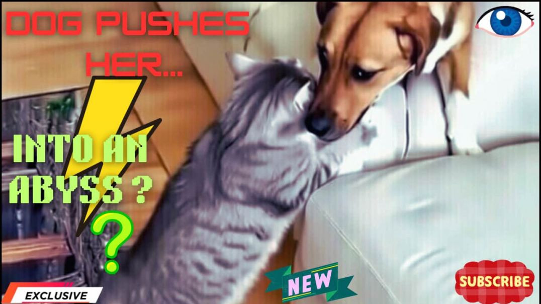 😱 Dog Brutally Pushes Scared Cat Into Terrifying Floor Abyss Illusion 😂🐶🐱