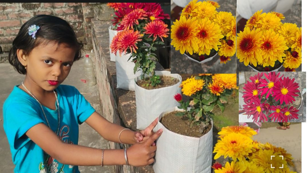 ⁣Beautiful flower#Myflowers#apnatuveBangla#Jayashree