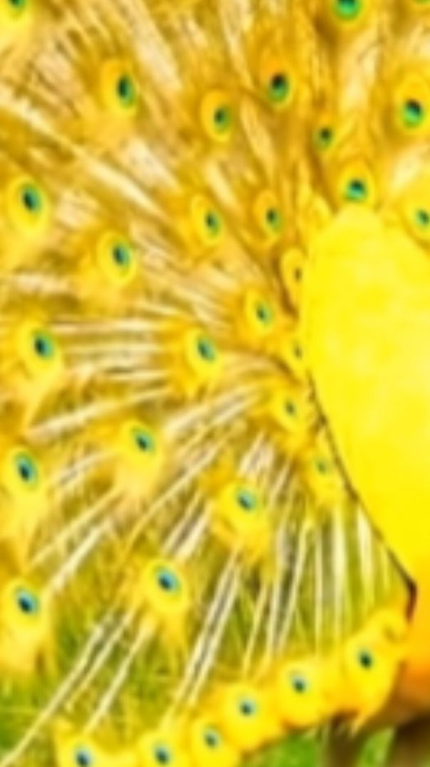 Peacock dance display 🦚#peacock# trendingvideo# viral video #rajuda