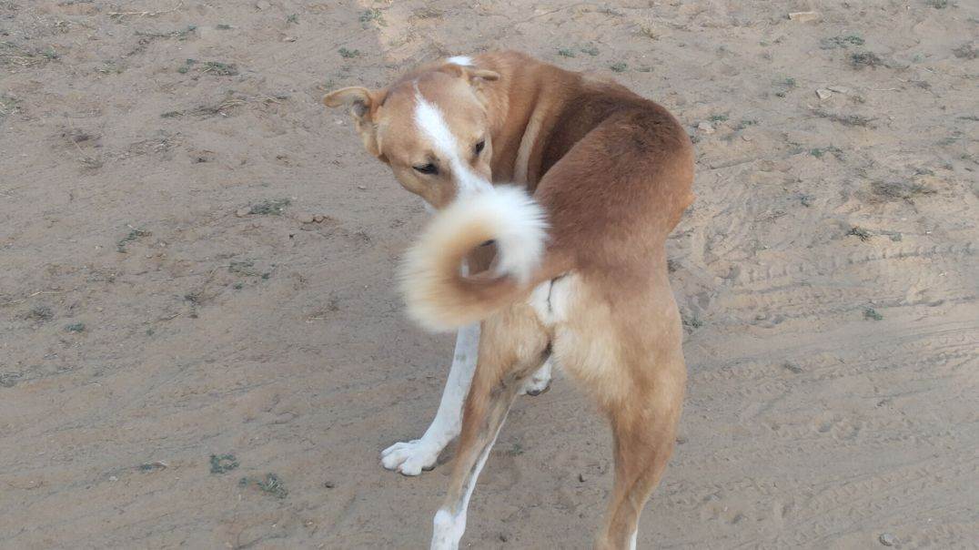 ⁣कॉमेडी विडियो 🤣🤣 मजा आयेगा 🧐🧐पूरा देखो