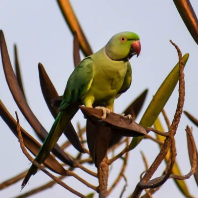 110616755737860618970