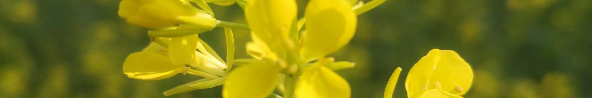 109122339610960488590 